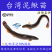 台湾小泥鳅苗泥鳅鱼鲜活乌金鳅筏钓鱼养殖量大从优