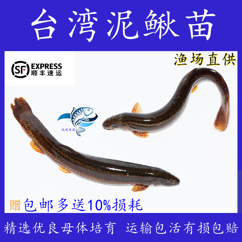 台湾小泥鳅苗泥鳅鱼鲜活乌金鳅筏钓鱼养殖量大从优