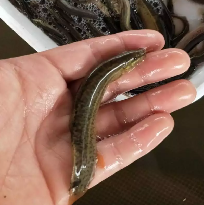 台湾小泥鳅苗泥鳅鱼鲜活乌金鳅筏钓鱼养殖量大从优
