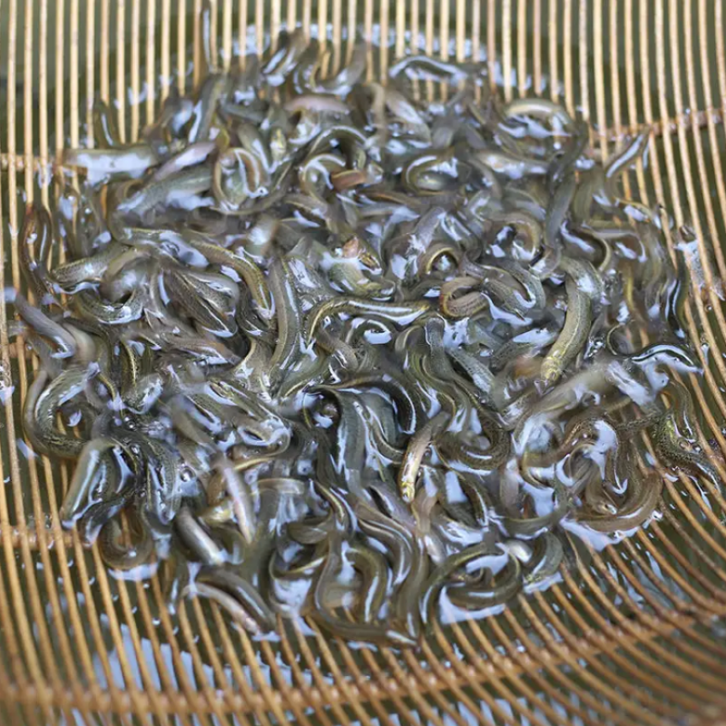 台湾小泥鳅苗泥鳅鱼鲜活乌金鳅筏钓鱼养殖量大从优