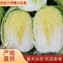 东北黄心白菜黄包心大量上市产地发货欢迎来电