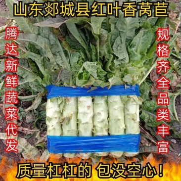 【现货】山东郯城尖叶莴苣，基地直供，实力代办，量大优惠