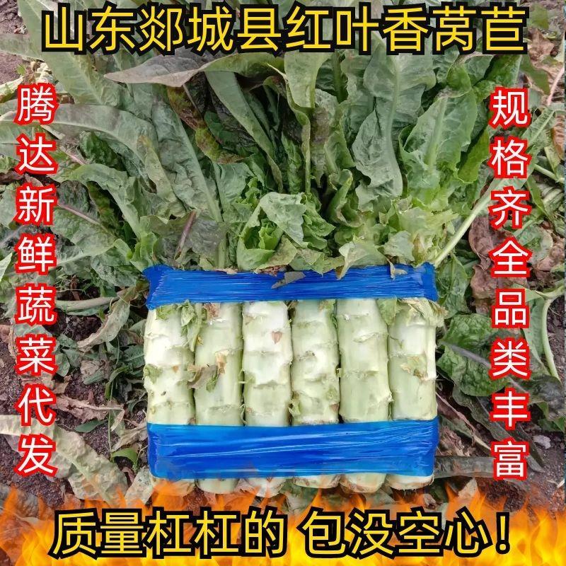 【现货】山东郯城尖叶莴苣，基地直供，实力代办，量大优惠
