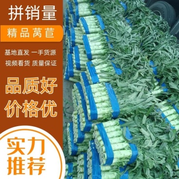 红叶香莴苣精品莴笋，产地直发，实力代办，量大优惠
