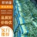 红叶香莴苣精品莴笋，产地直发，实力代办，量大优惠