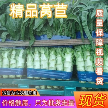 抢山东香莴笋，现红尖叶莴笋货源稀缺，需要的老板速度联系