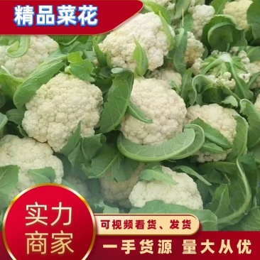 【精品菜花批发】青梗白面小米粒，散花，商超，新鲜上市