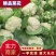 【精品菜花批发】青梗白面小米粒，散花，商超，新鲜上市