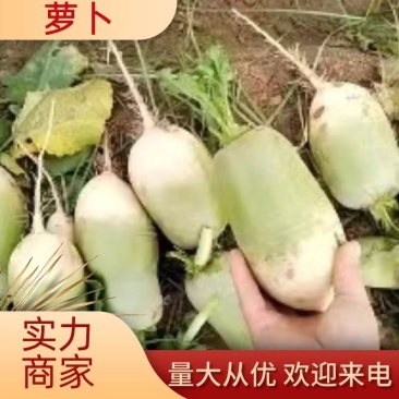 [荐]青萝卜萝卜开封萝卜产地萝卜需要的老板联系