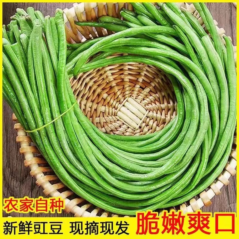 精品豆角基地直供一手货源品质保证诚信经营欢迎采购