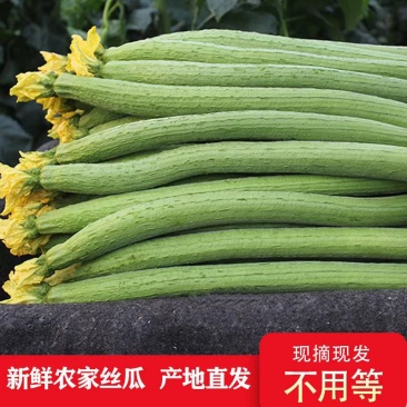 精品丝瓜万亩基地一手货源价格实惠量大从优欢迎采购