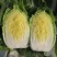 黄心大白菜，黄心白菜，易储存，产量大价格低品质好