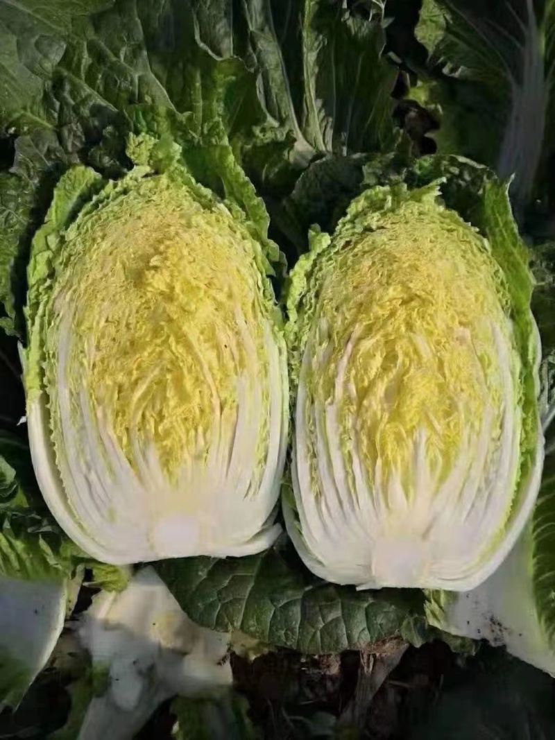黄心大白菜，黄心白菜，易储存，产量大价格低品质好