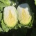 黄心大白菜，黄心白菜，易储存，产量大价格低品质好