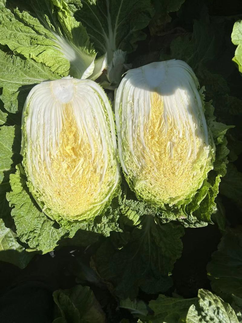 黄心大白菜，黄心白菜，易储存，产量大价格低品质好