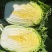 黄心大白菜，黄心白菜，易储存，产量大价格低品质好