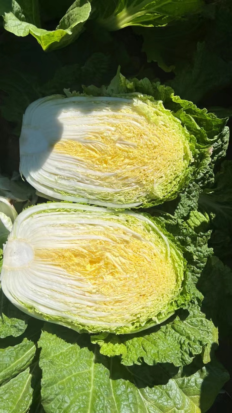 黄心大白菜，黄心白菜，易储存，产量大价格低品质好
