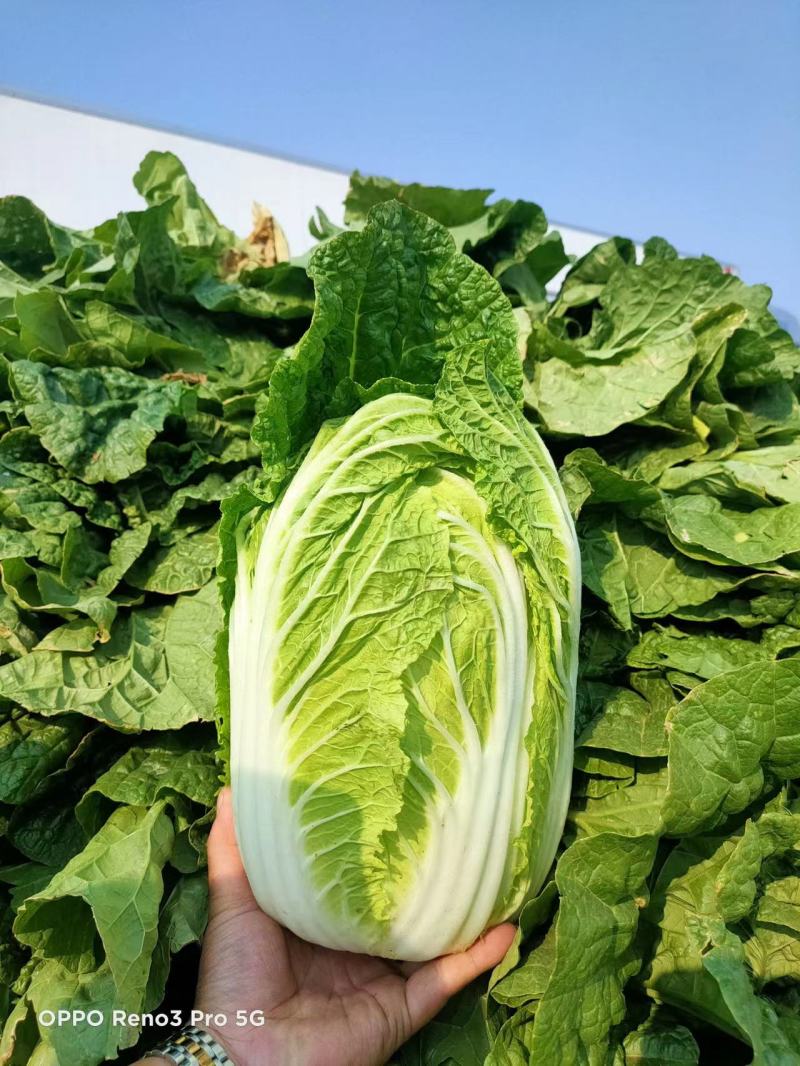 黄心大白菜，黄心白菜，易储存，产量大价格低品质好