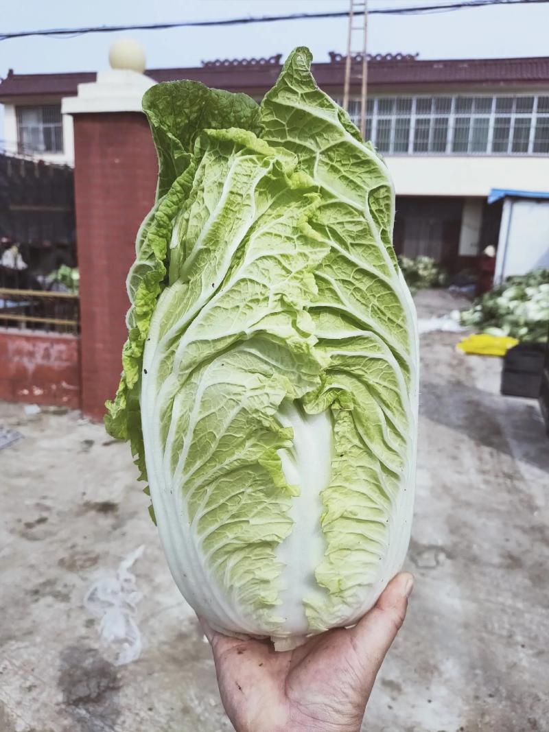 黄心大白菜，黄心白菜，易储存，产量大价格低品质好
