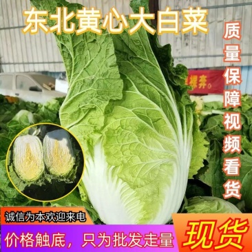 黄心大白菜，黄心白菜，易储存，产量大价格低品质好