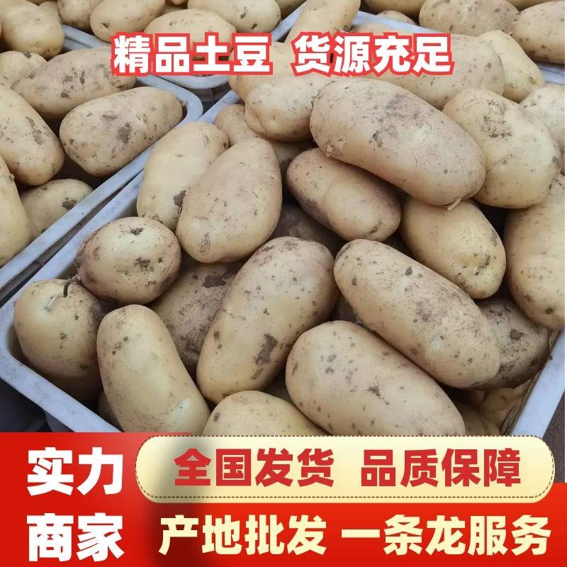 【产地批发】精品万亩希森土豆基地产地直发一手货源