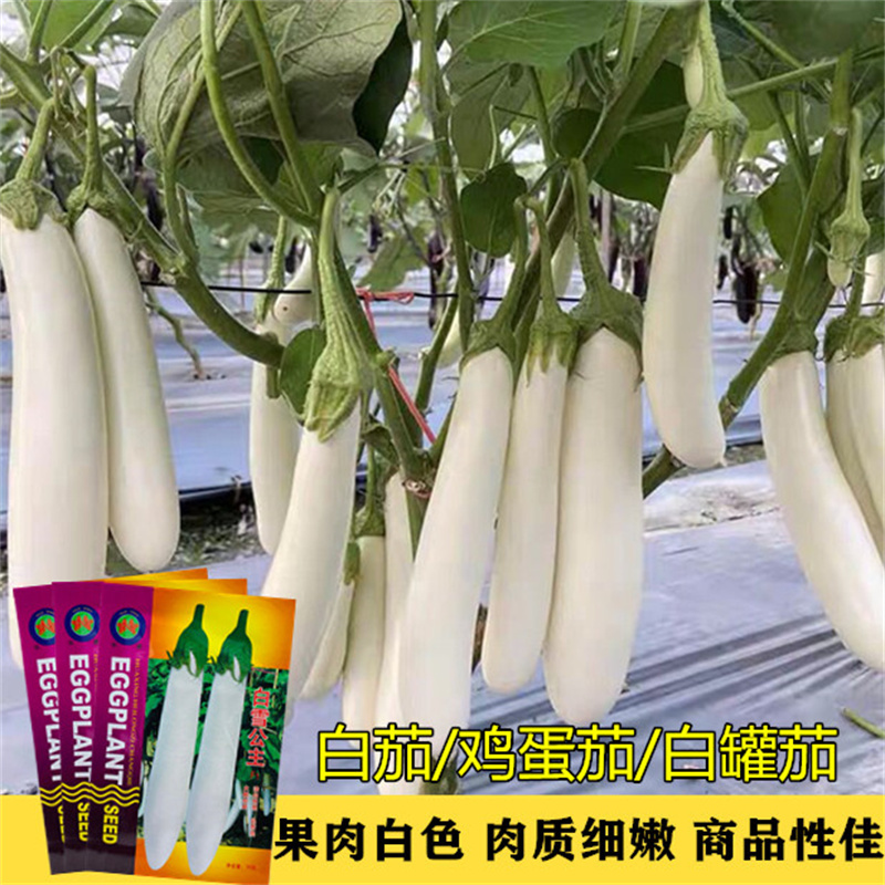 白长茄种子基地用种高产白雪公主茄子种子早熟杂交优质丰产