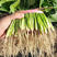 尖叶菠菜种子散装越冬菠菜耐寒带刺籽老品种四季速生小叶