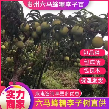 蜂糖李苗贵州蜂糖李六马蜂糖李子苗提供技术指导可视频看货
