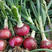 紫红宝洋葱种子100g深紫红色皮圆葱种籽中熟高桩圆形