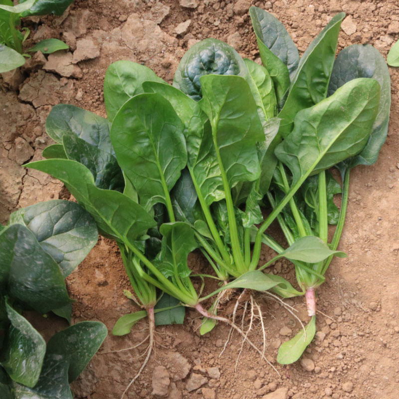 进口杂交春秋大叶厚肉菠菜种子国庆菠菜250g直立黑圆