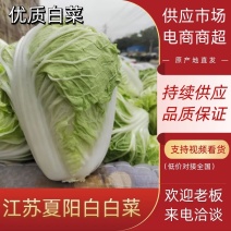 【热卖】白菜江苏夏阳白菜万亩基地持续供应全国发货