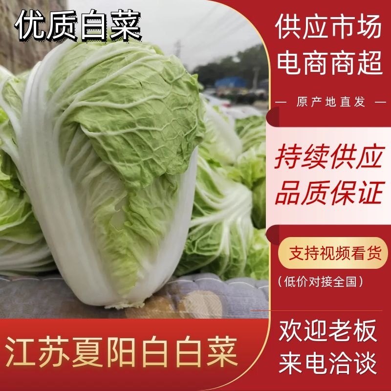 【热卖】白菜江苏夏阳白菜万亩基地持续供应全国发货