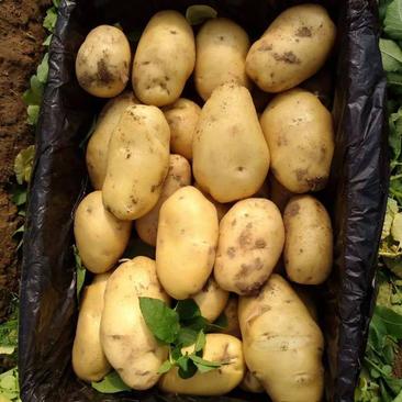 新荷兰十五土豆优质供应基地，黄壤个大，量大价优，