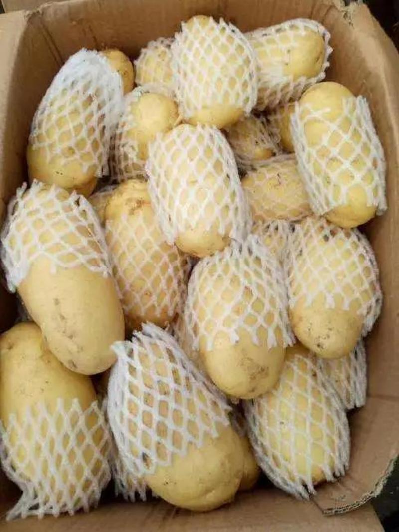 新荷兰十五土豆优质供应基地，黄壤个大，量大价优，