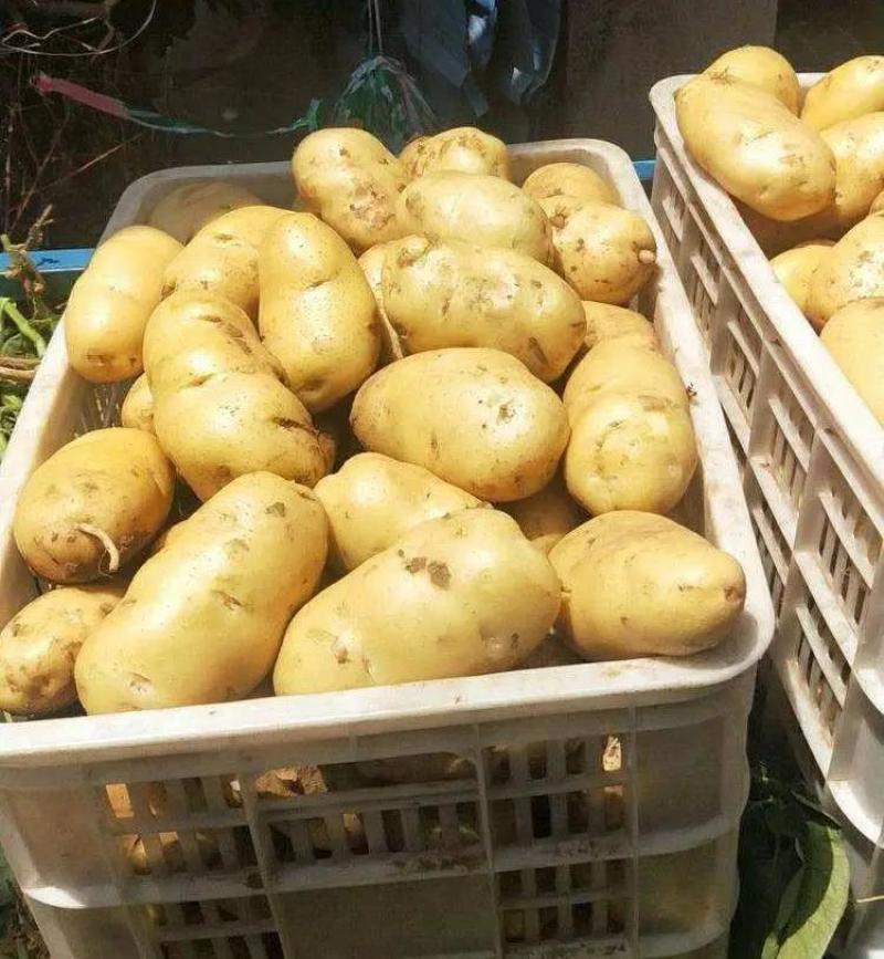 新荷兰十五土豆优质供应基地，黄壤个大，量大价优，