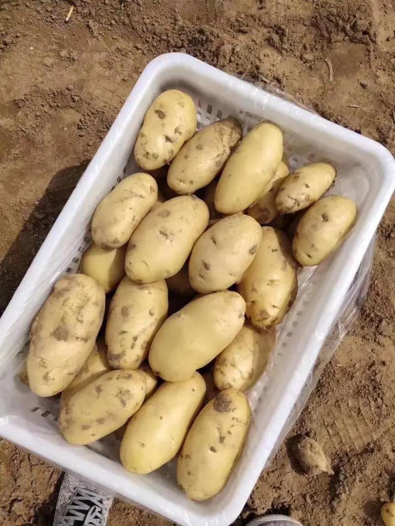 新荷兰十五土豆优质供应基地，黄壤个大，量大价优，