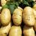 新荷兰十五土豆优质供应基地，黄壤个大，量大价优，