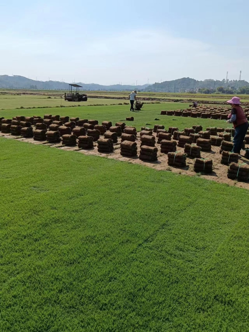果岭草