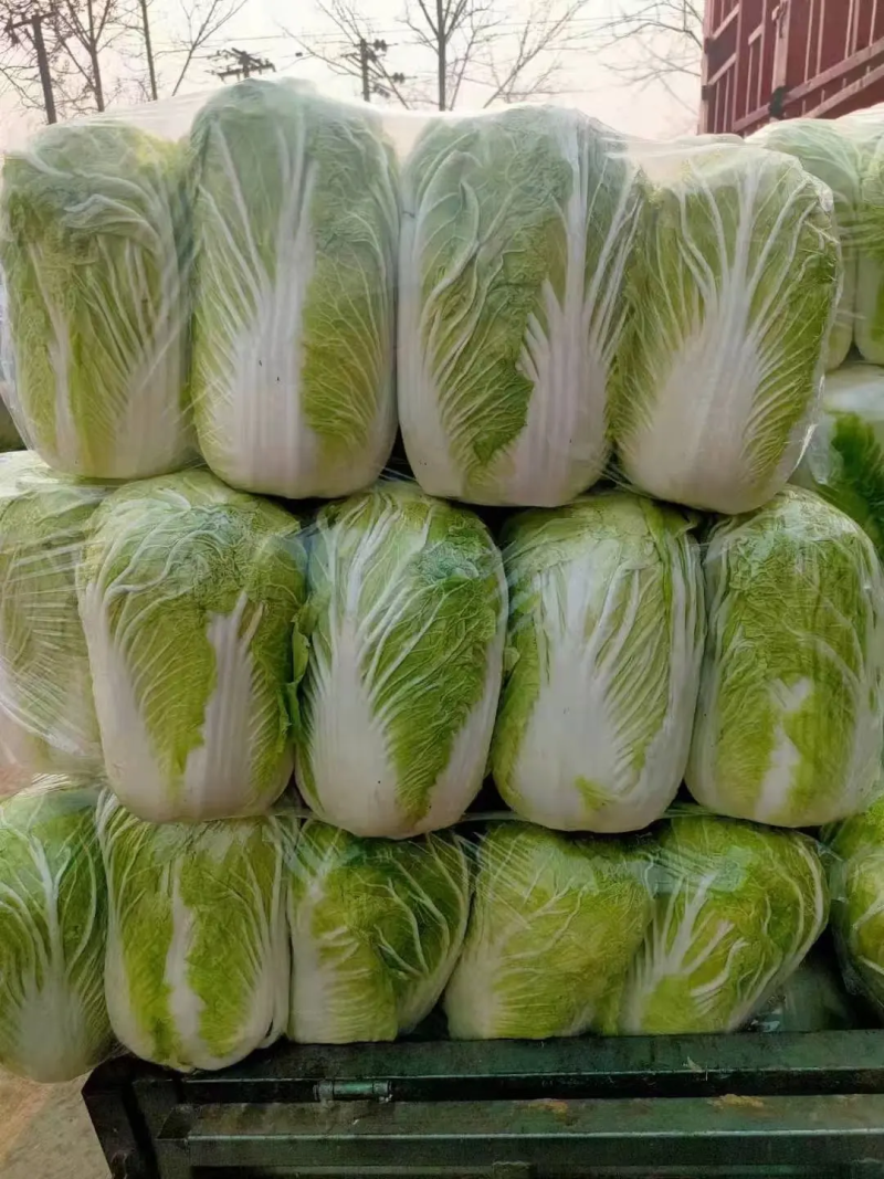 【白菜】江苏黄心白菜现砍现发可视频看货品质保证