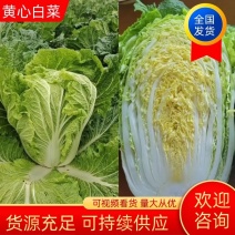【白菜】江苏黄心白菜现砍现发可视频看货品质保证