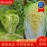 【白菜】江苏黄心白菜现砍现发可视频看货品质保证