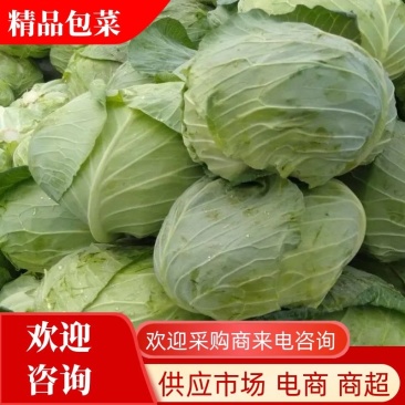 【甘蓝】包菜精品扁包菜产地直发可视频看货欢迎咨询