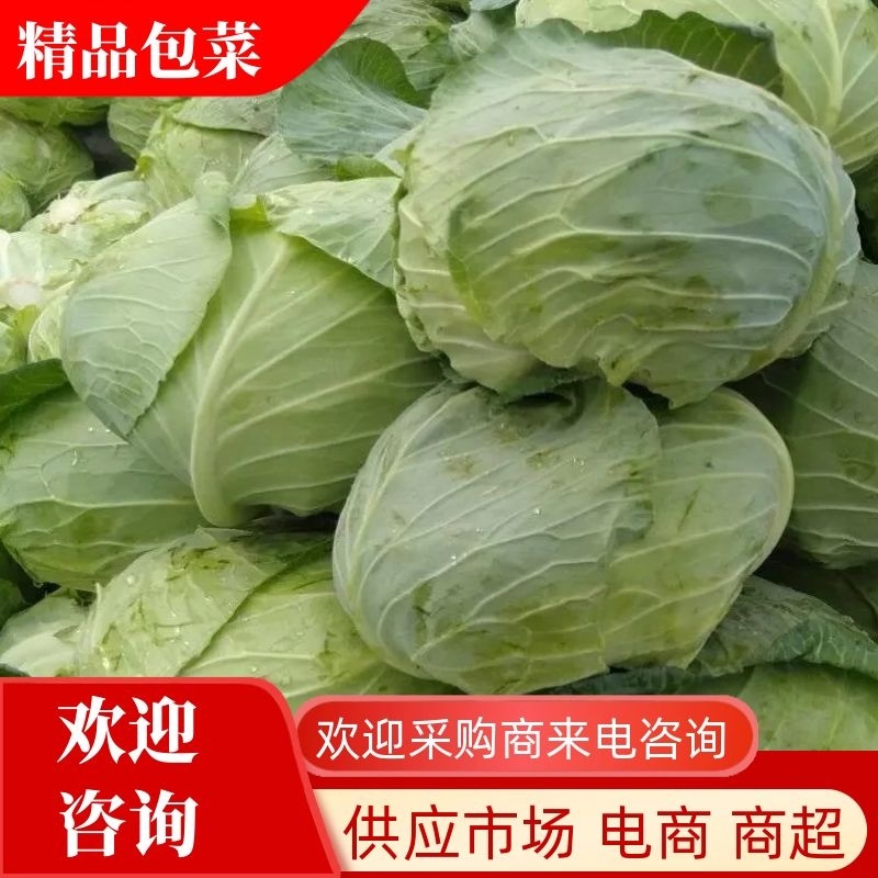 【甘蓝】包菜精品扁包菜产地直发可视频看货欢迎咨询