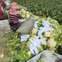 白面青梗松花菜，基地直供，质优价廉，有大型冷藏保鲜库