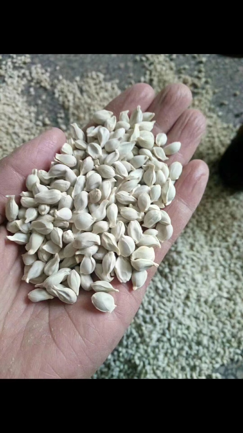 橘核桔核货干净中药材，品质有保障，欢迎选购