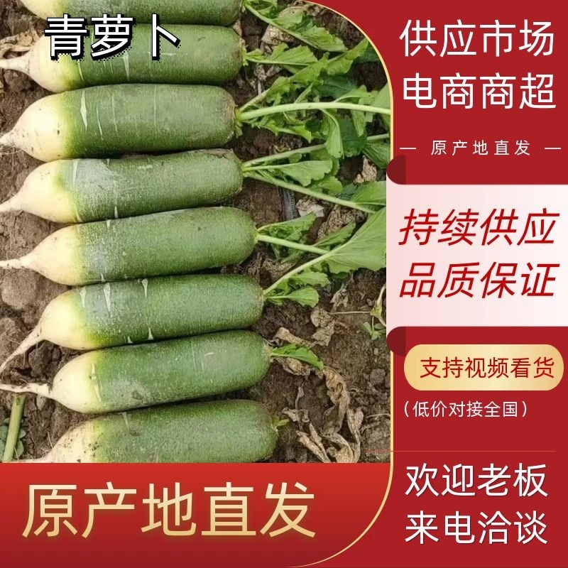 【萝卜】山东冷库青萝卜大量供应可视频看货量大从优