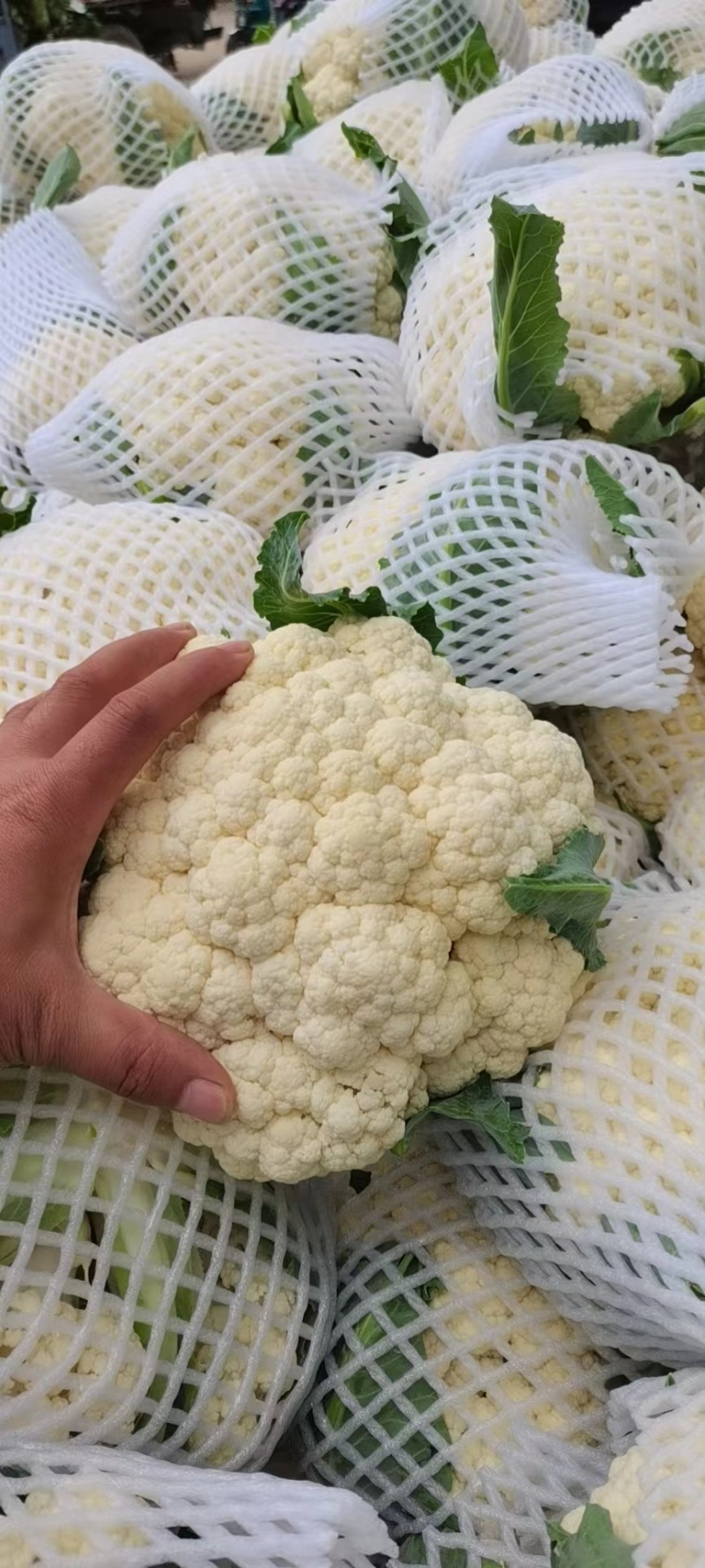 河南精品有机花菜，白面青梗，产地直发一手货源，欢迎联系
