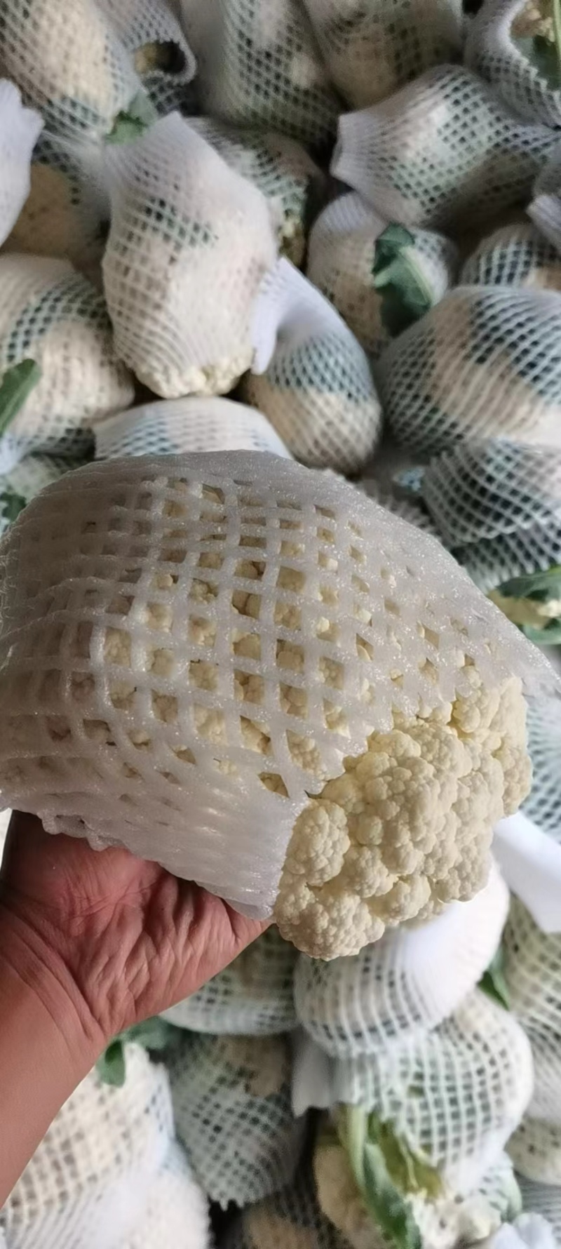 河南精品有机花菜，白面青梗，产地直发一手货源，欢迎联系