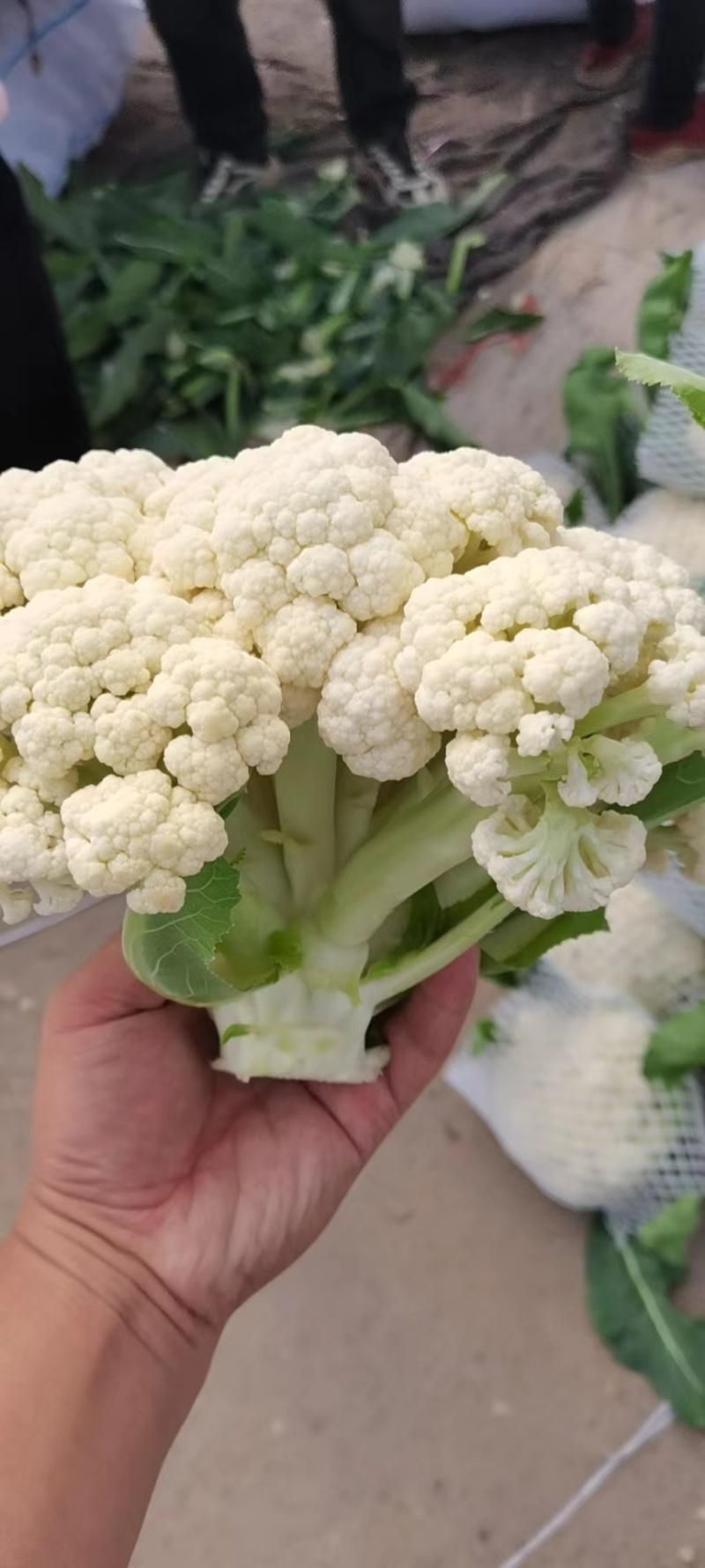 河南精品有机花菜，白面青梗，产地直发一手货源，欢迎联系