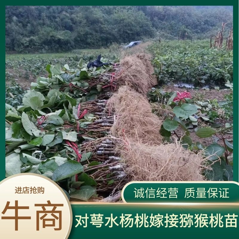 对萼水杨桃嫁接的翠香猕猴桃苗，基地货源，量大从优欢迎来电